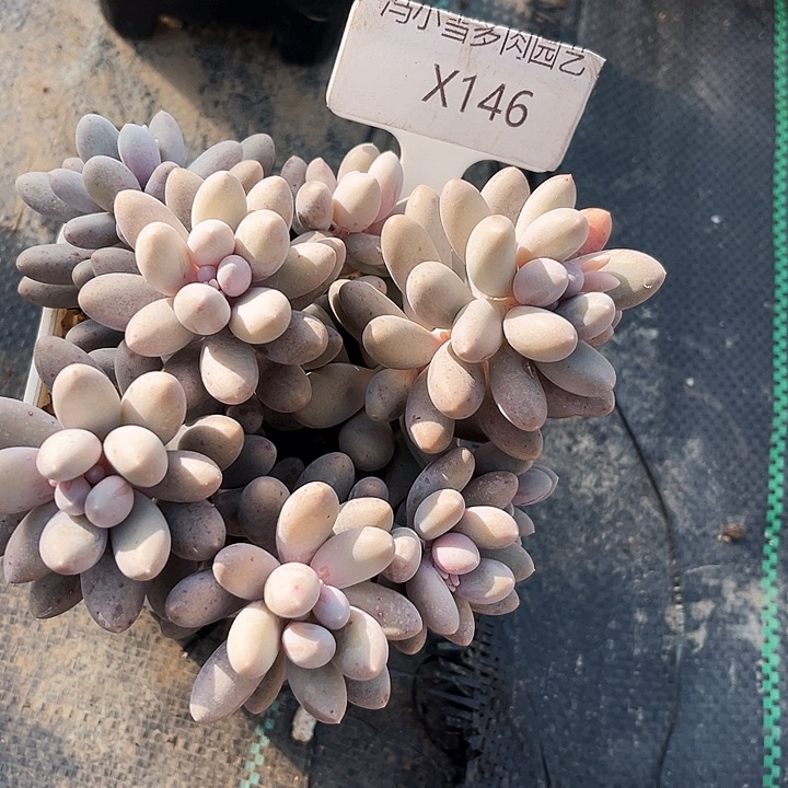 我是第一百个为妖姬应援哒