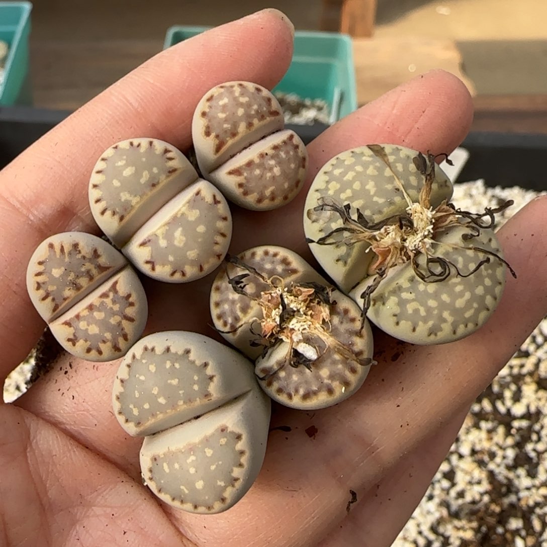 12.9爱萌多肉母本1621.015饼干福利8020