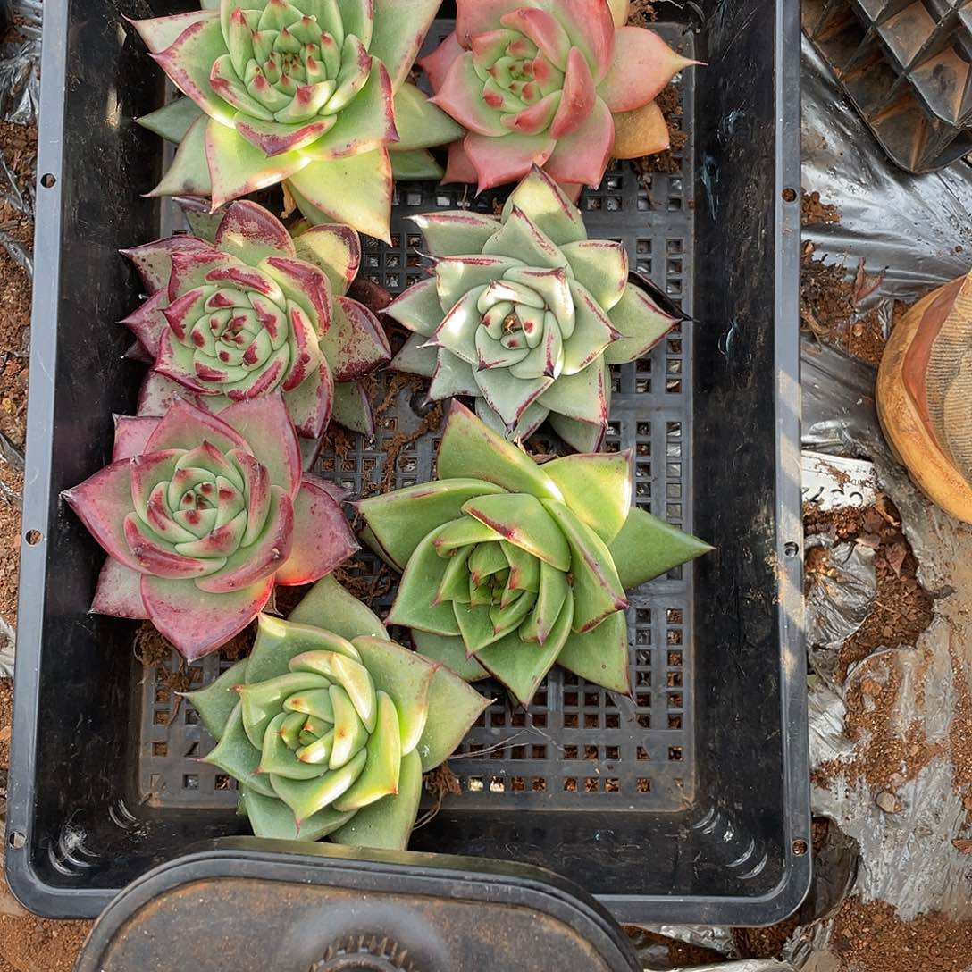 若如东云组拍E774