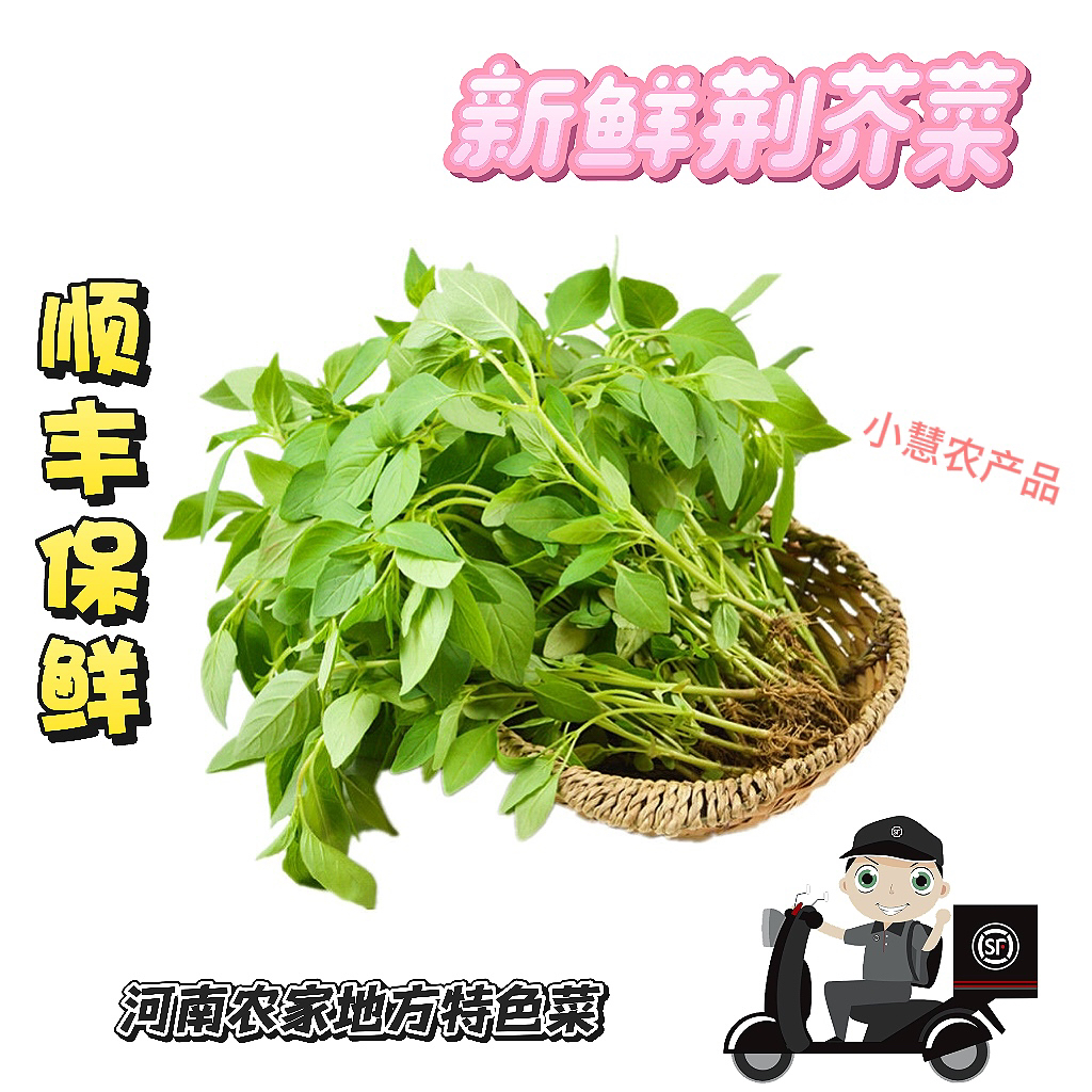 「顺丰」河南特产荆芥大叶新鲜荆芥清香新鲜蔬菜现挖带根老家味道