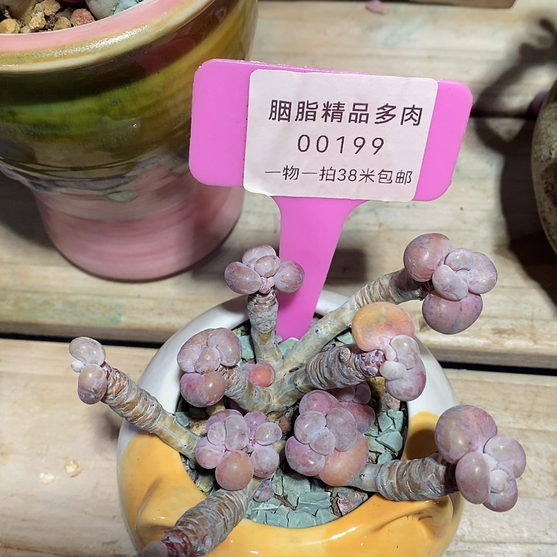 00199阿杜take my咯