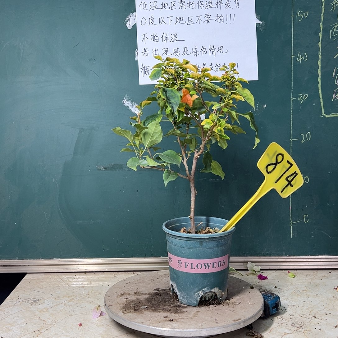 全部花苞 福利 橙九月  874