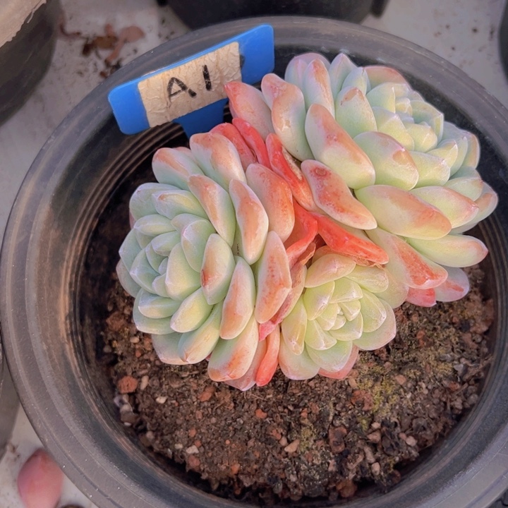 健健康康平平安安