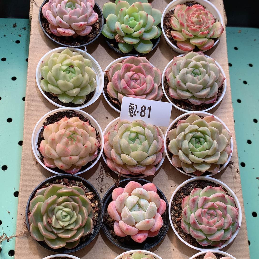 2-81一物一拍带盆18颗