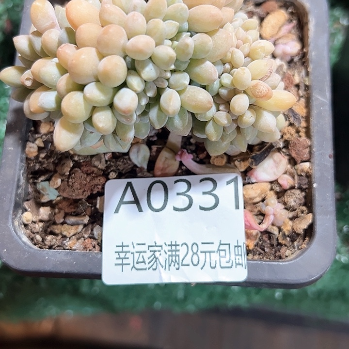 幸运的是我的朋友们