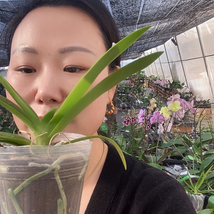 无花朵小慧子蝴蝶兰