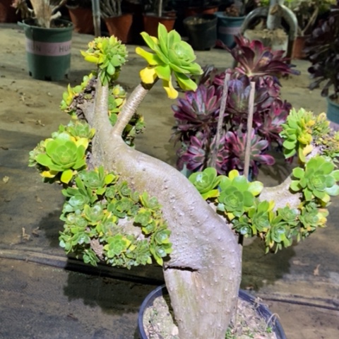 原始绿朵朵缀多肉036