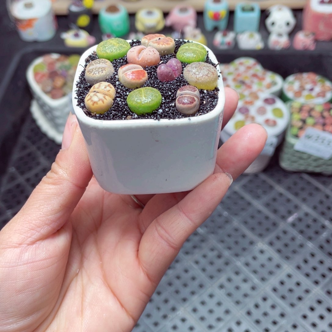 w3556 带盆土发货-零下地区拍保温箱