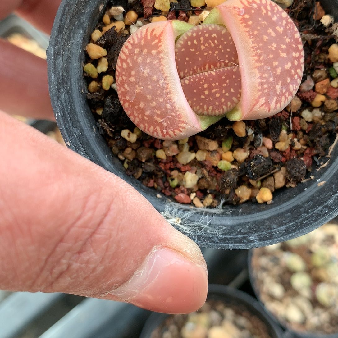 Y56多肉植物保护