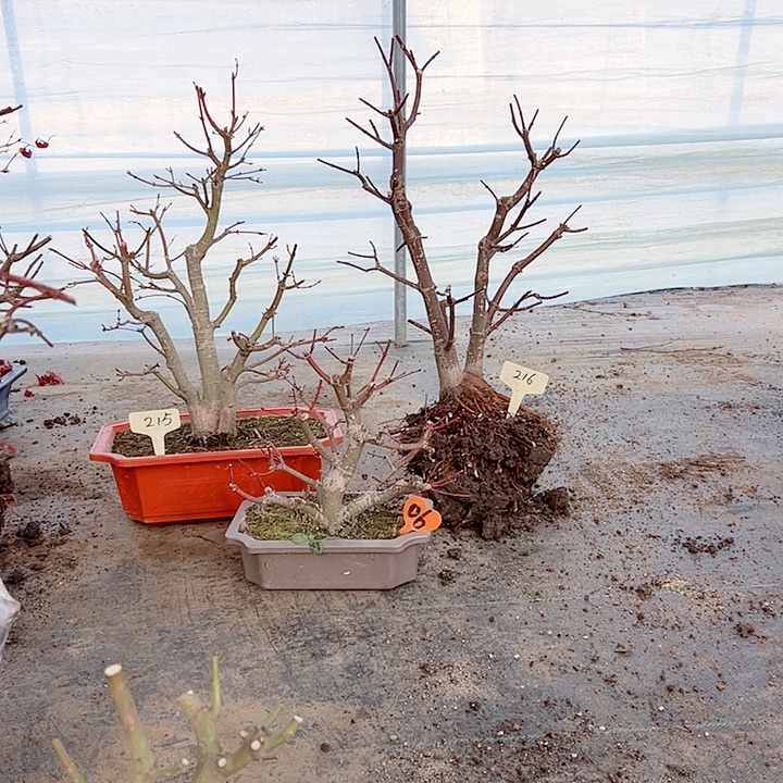 会****无花朵枫树枫树枫树枫树枫树枫树