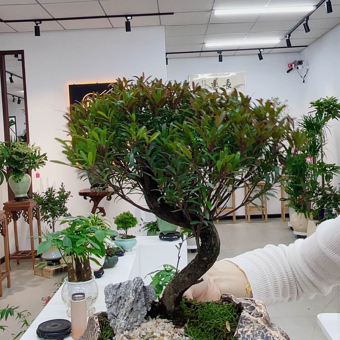 高端绿植一物一拍