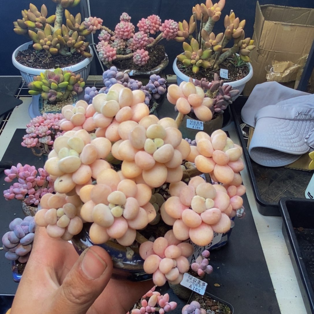 215洛可可多肉7c m