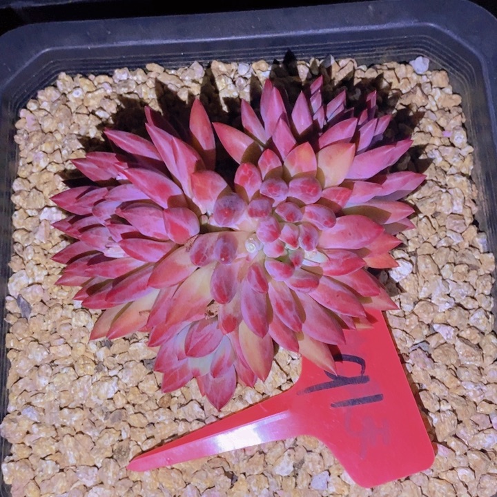 这样做不就更让满堂