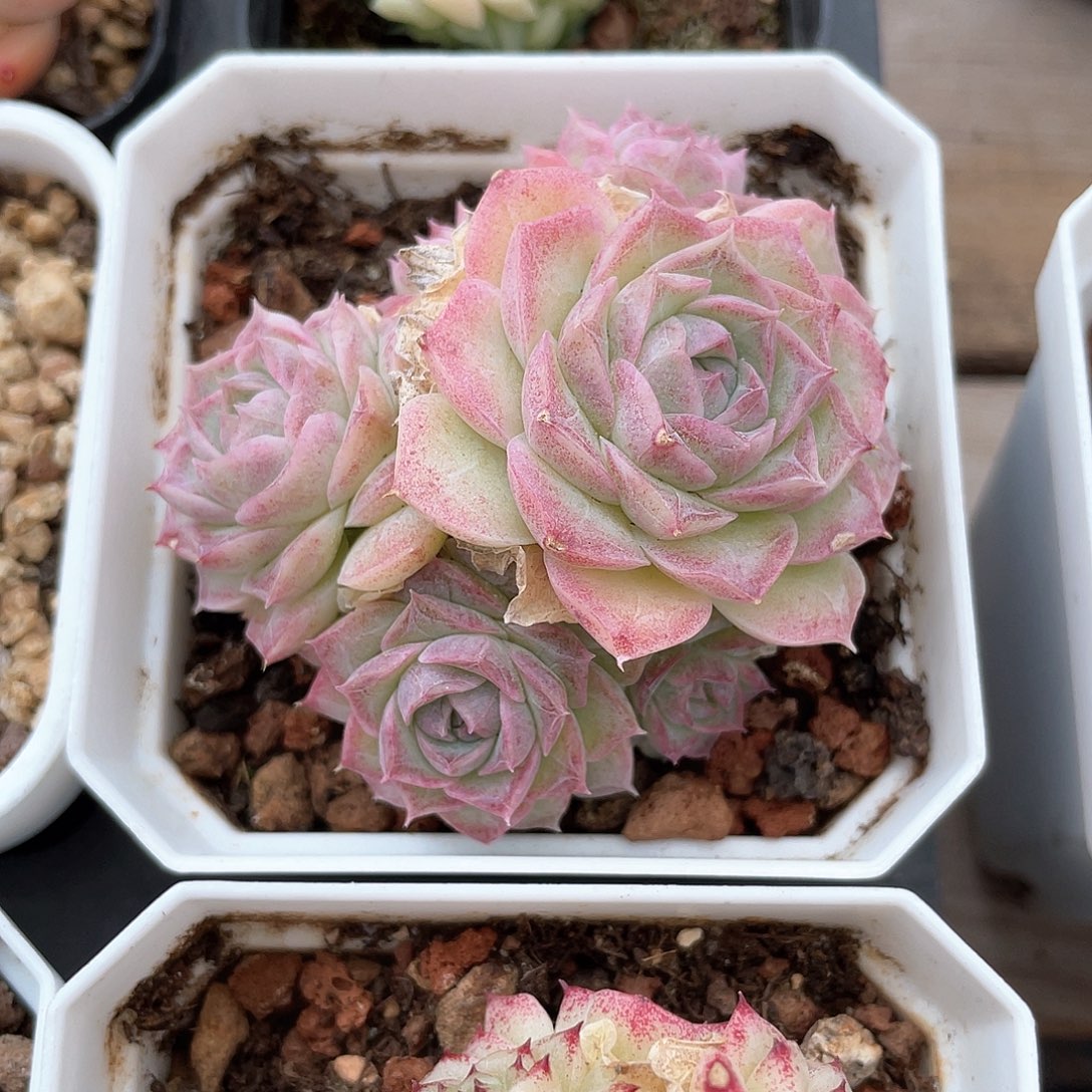 优选女王精品531