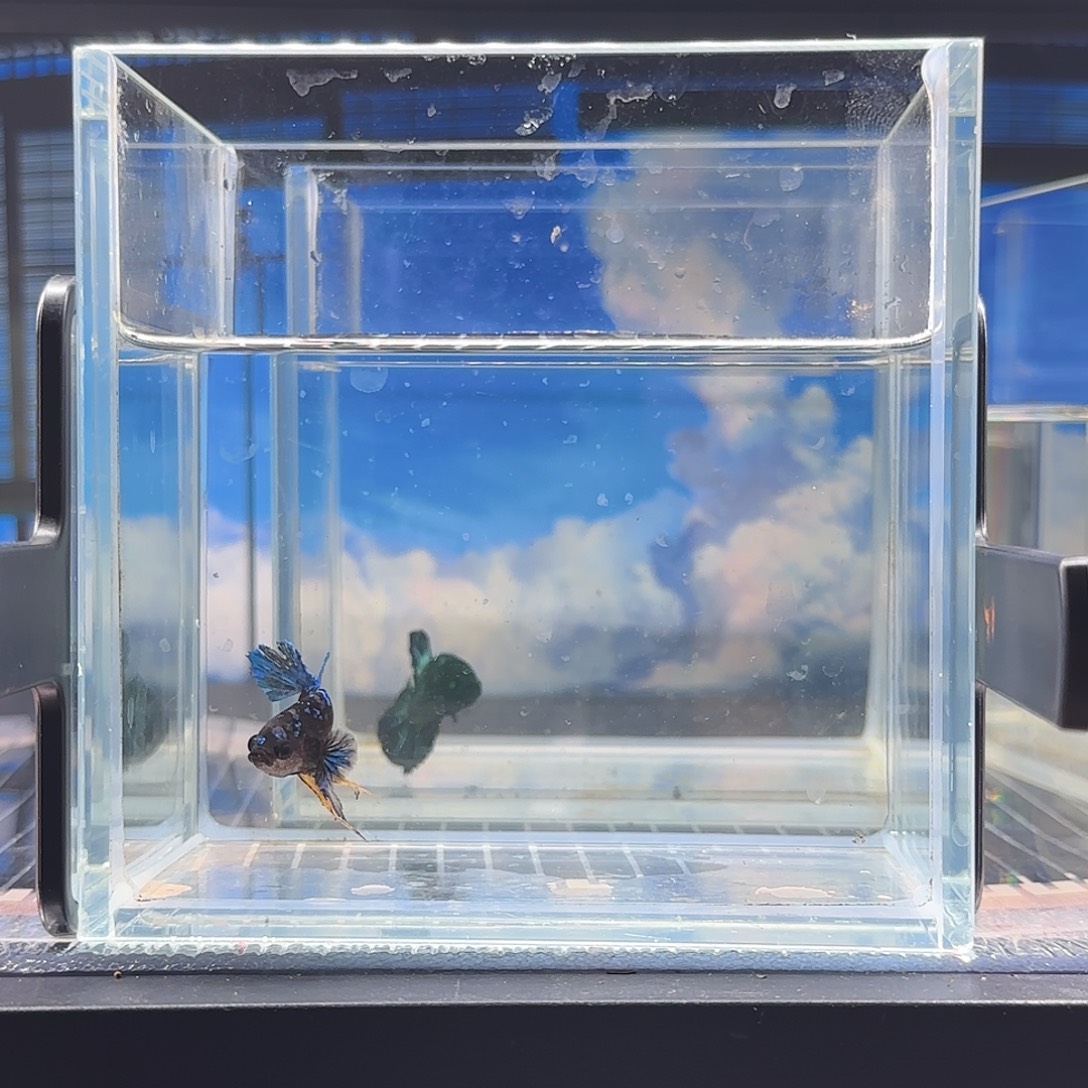 斗鱼精品斗鱼vip高品质蓝星