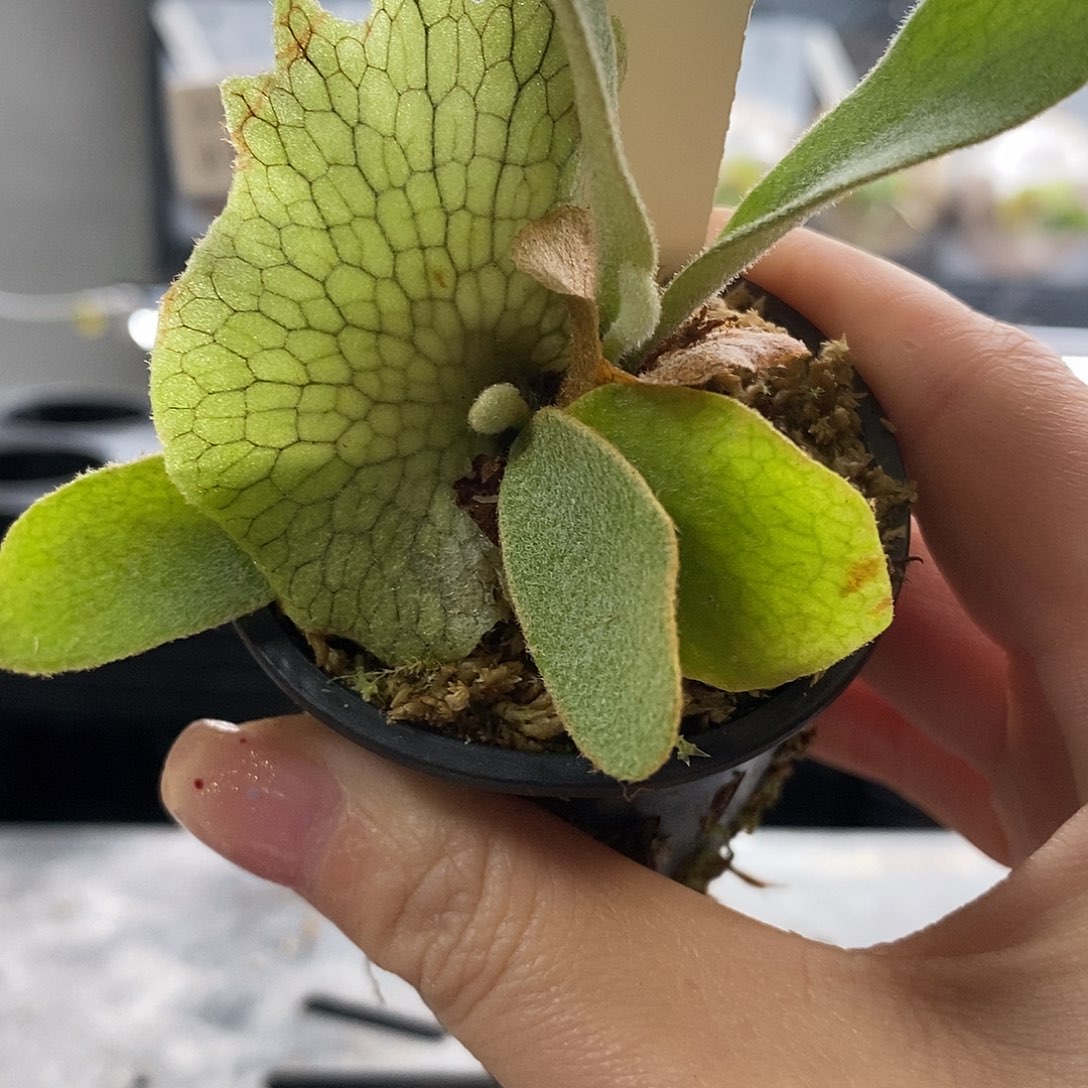 无花朵奥银鹿角蕨