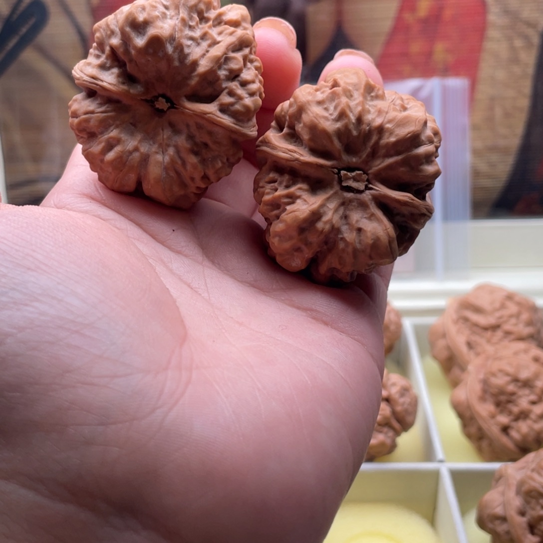 傍***风木质类39箭毒蛙不退不换