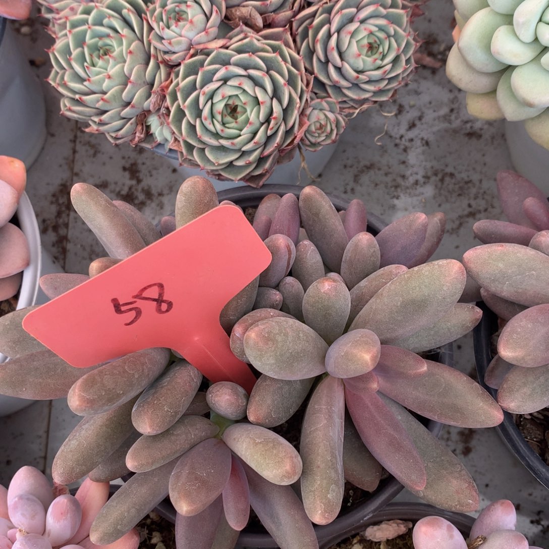 糖果美人6262636363673