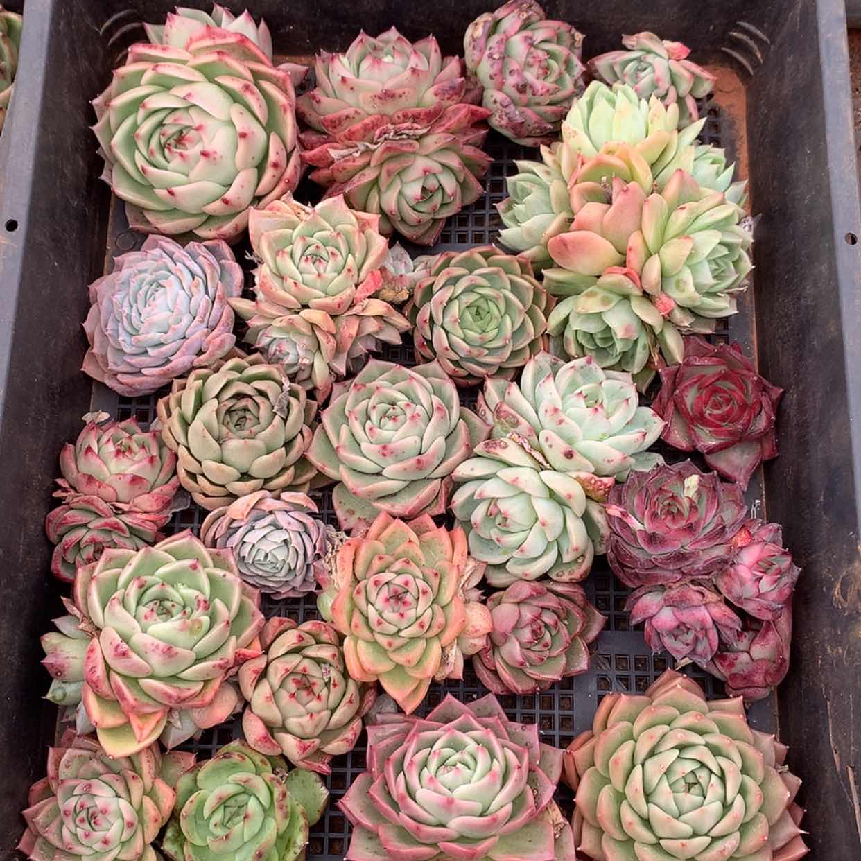 【闪购商品】云560号