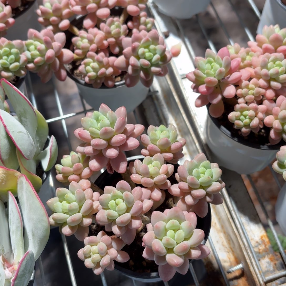 鱼子酱多肉整群9㎝盆