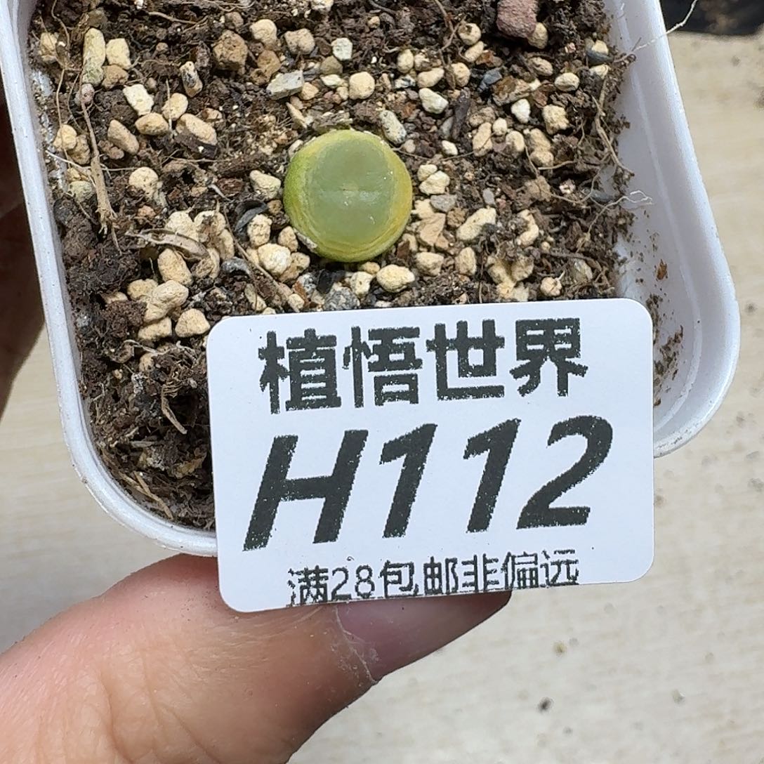 多肉植物的润泽gb