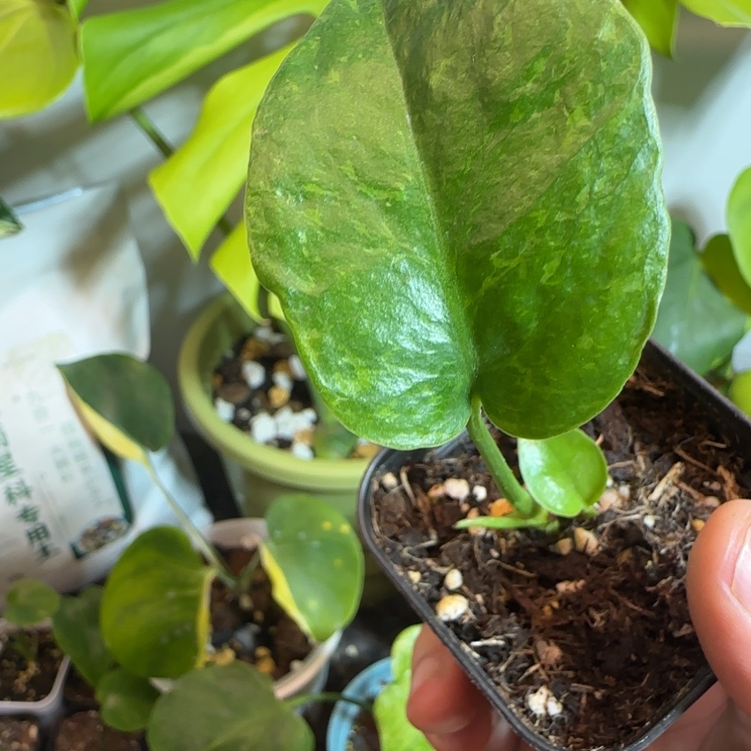 达***纽完全开放龟背竹种子苗