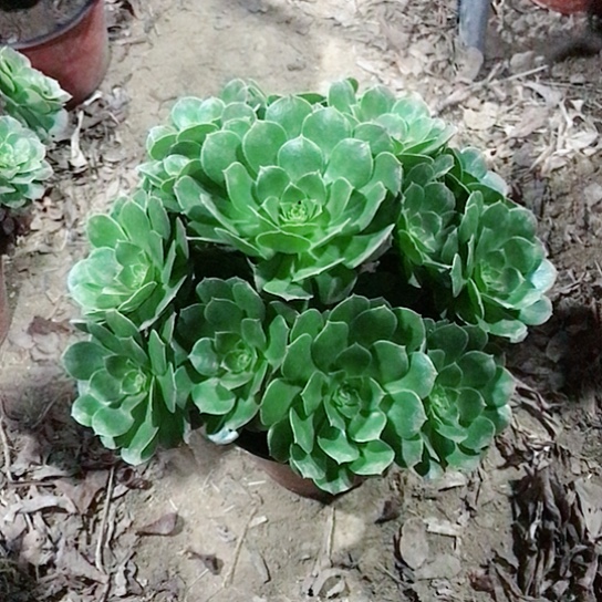 圈***姐万圣节法师0000004