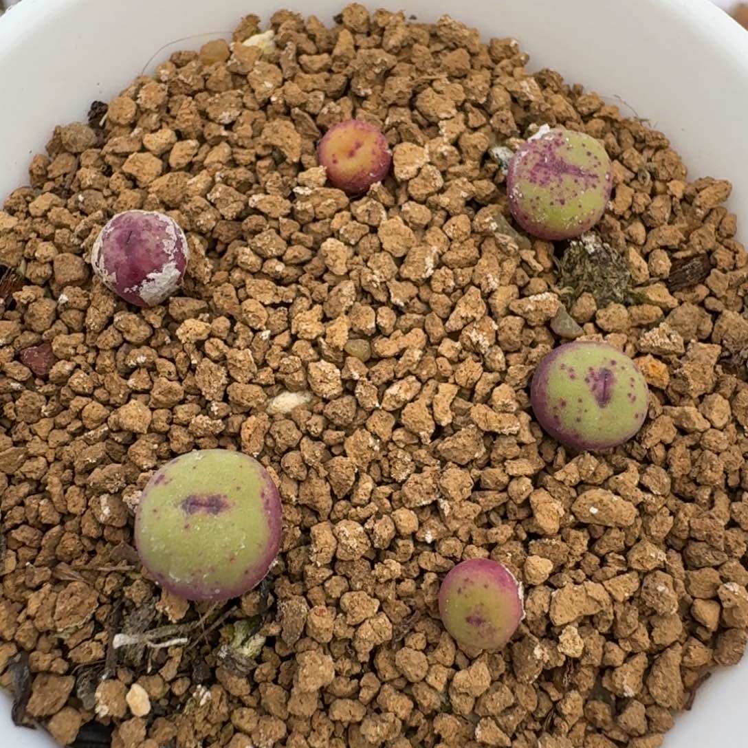 161带盆土带盆00000000