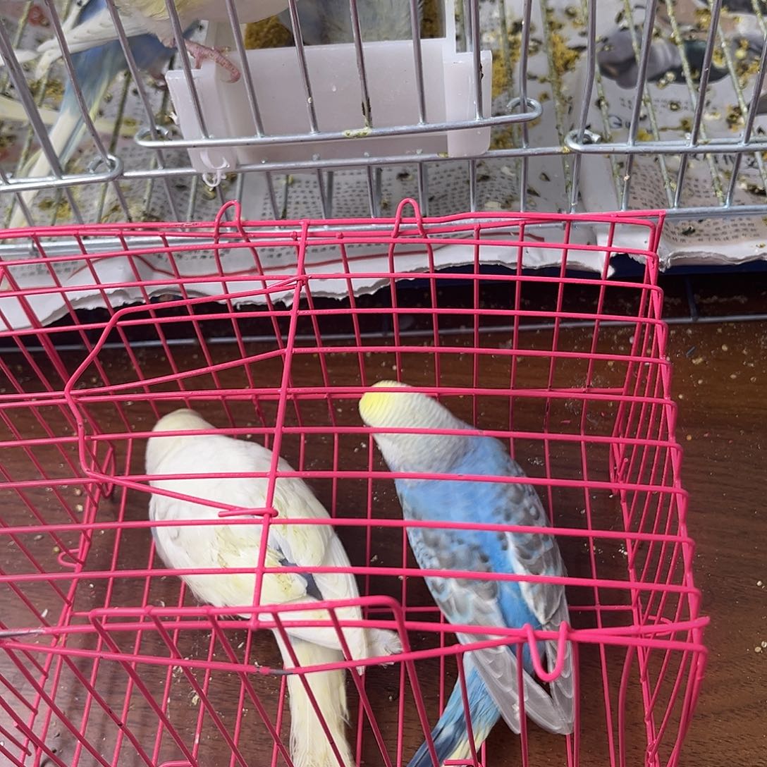 虎皮鹦鹉金彩鹦鹉