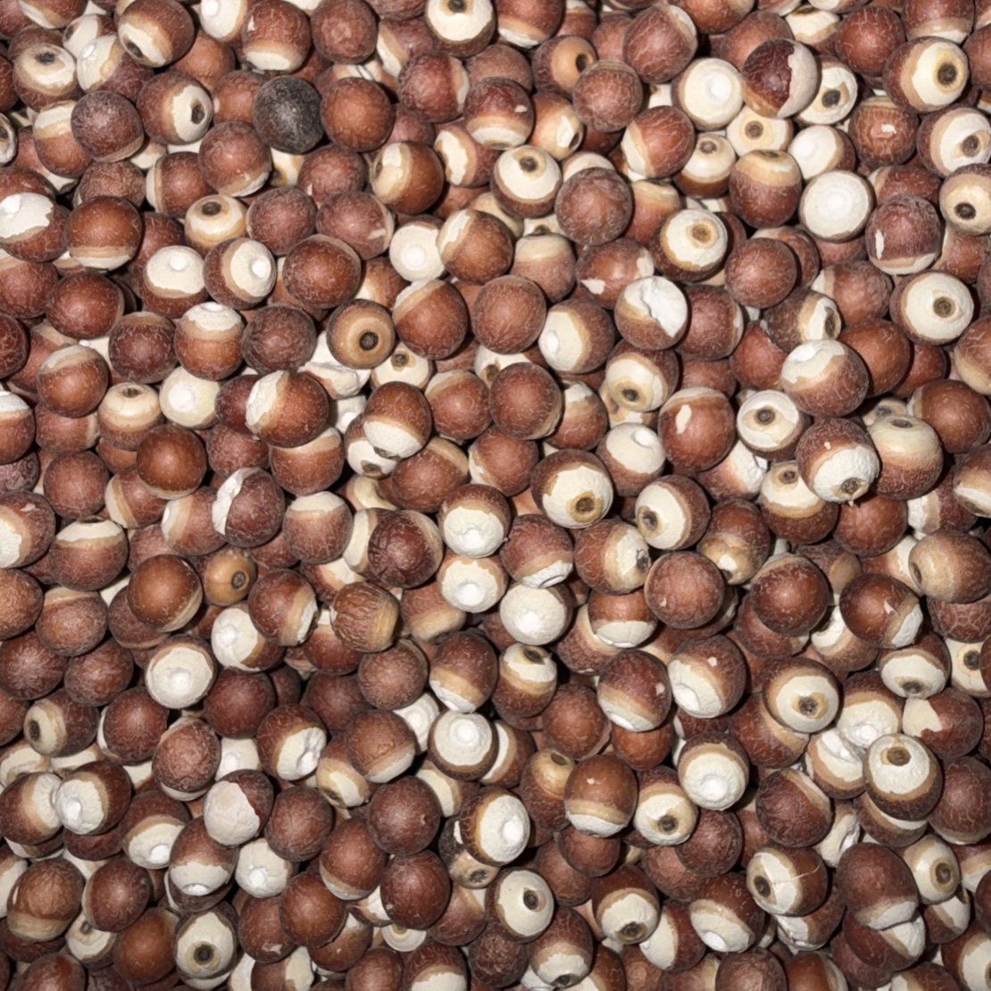 {老潘优选}深山芡实       