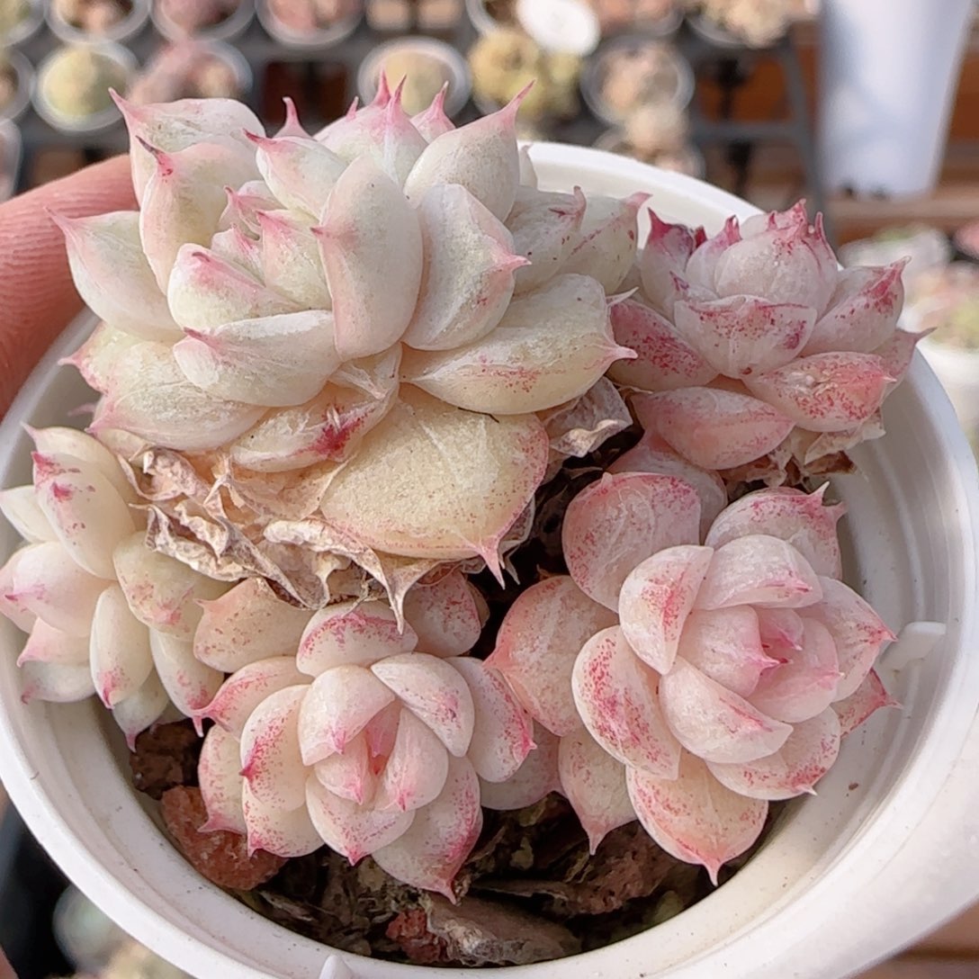 花语多肉0104-358散