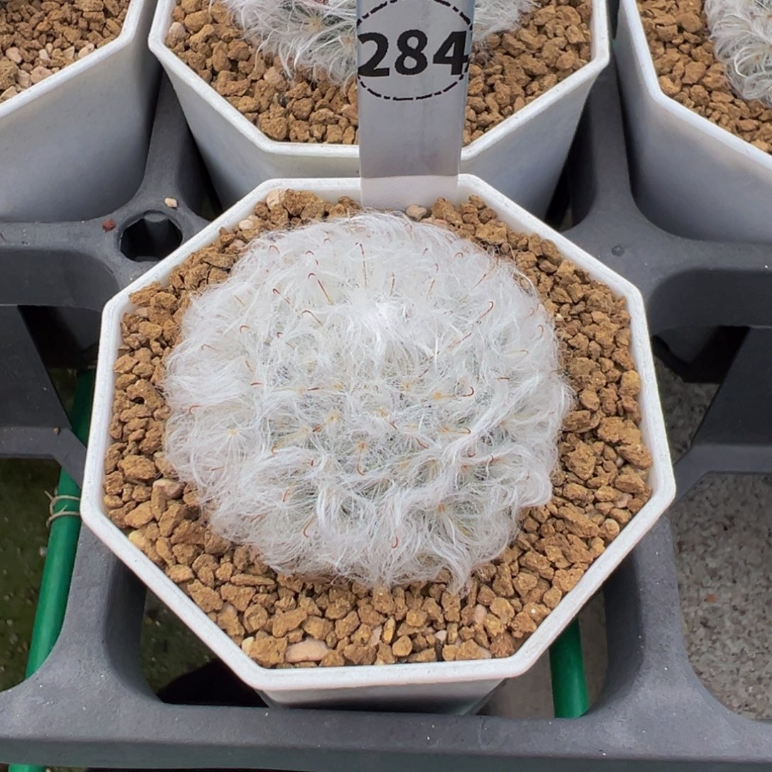 R***）284实生根白云高砂多肉植物带盆土