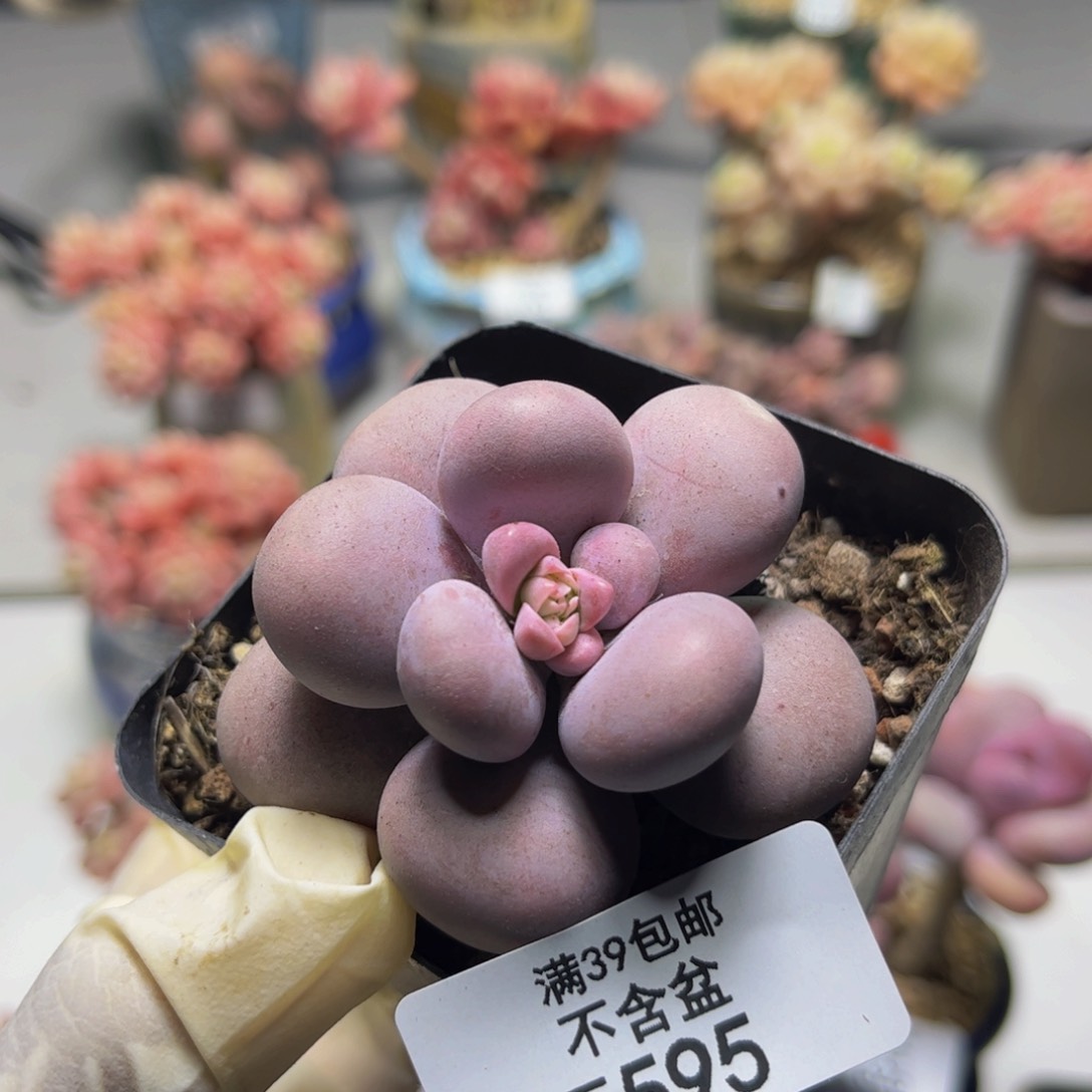 芭比奶595/5cm多肉