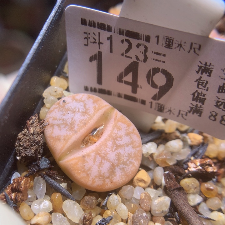 精品生石花123.149拿铁