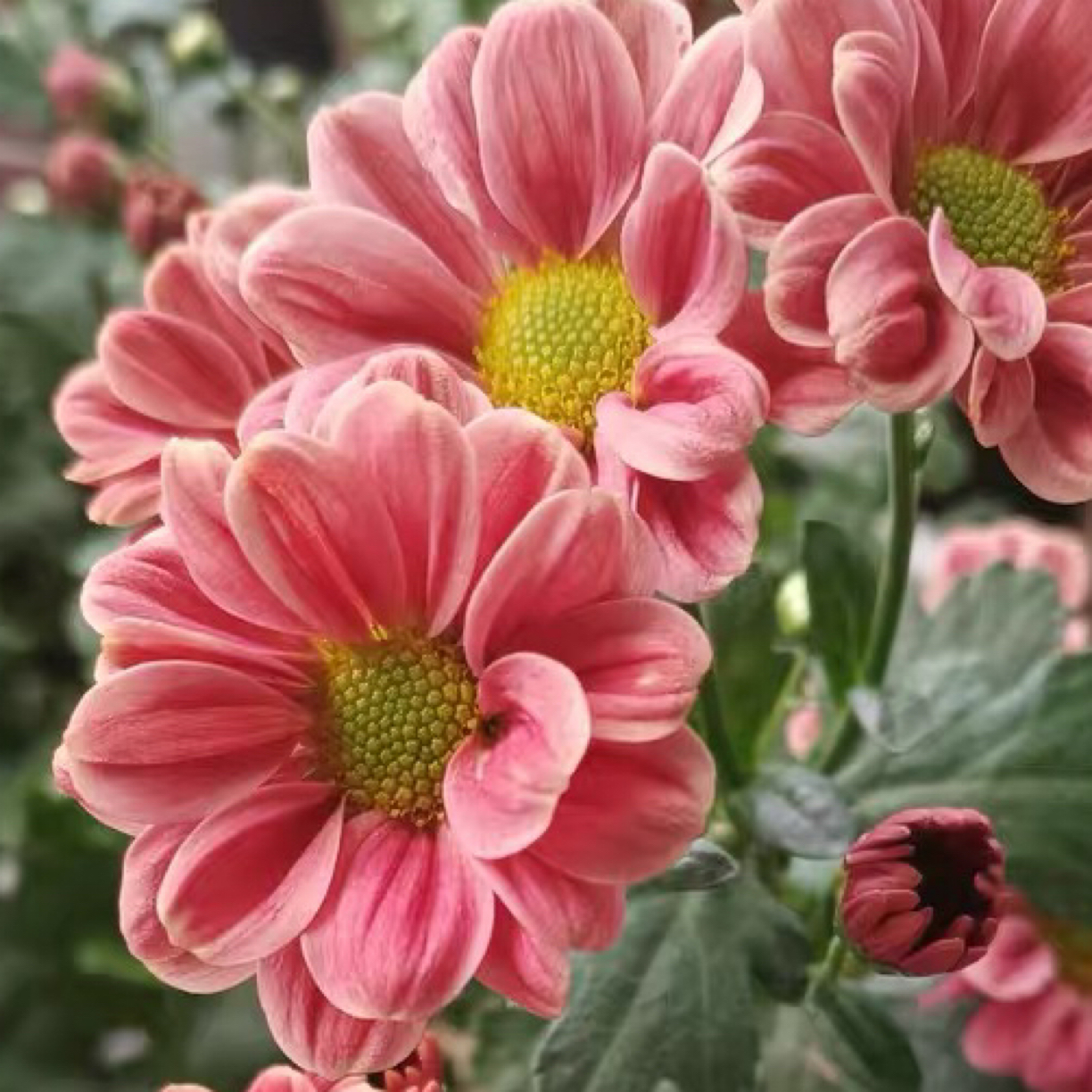 两盆菊花组合  带花四季菊花花卉耐寒阳台耐热盆栽盆景庭院