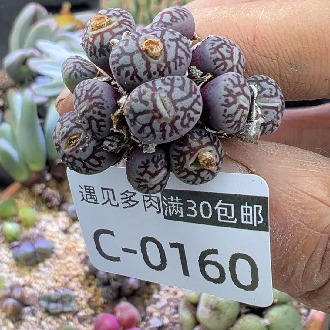 多肉植物1111111111111111