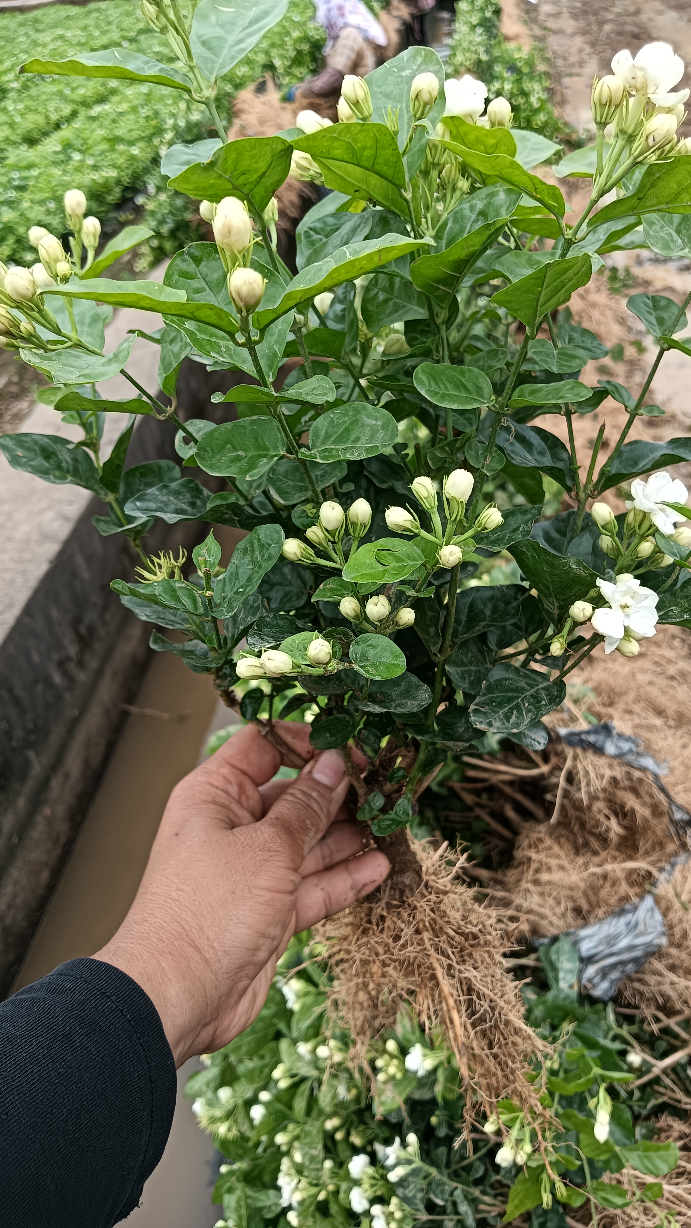 3年矮墩茉莉花不带盆带土（100颗）