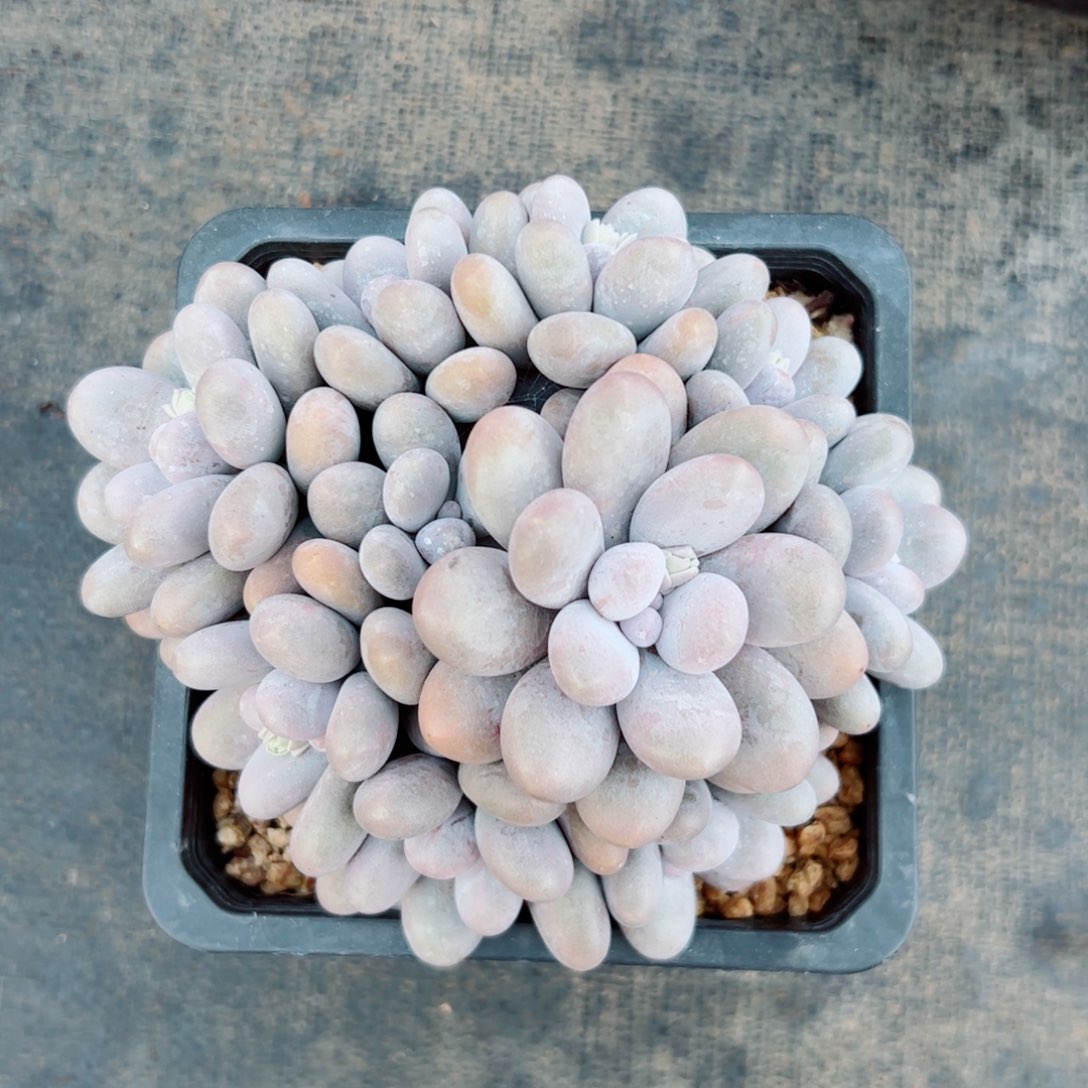 烟美人奶酪多肉植物