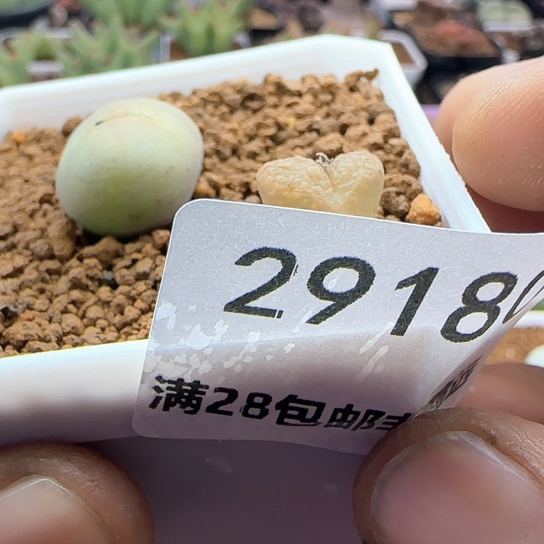 雪***?28包邮脱土发货29180