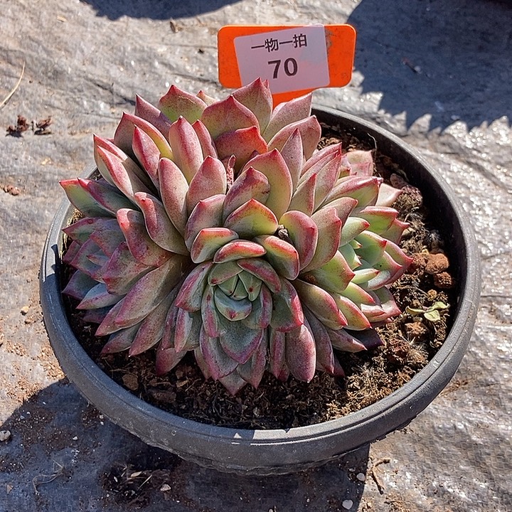 70 一物一拍不退不换