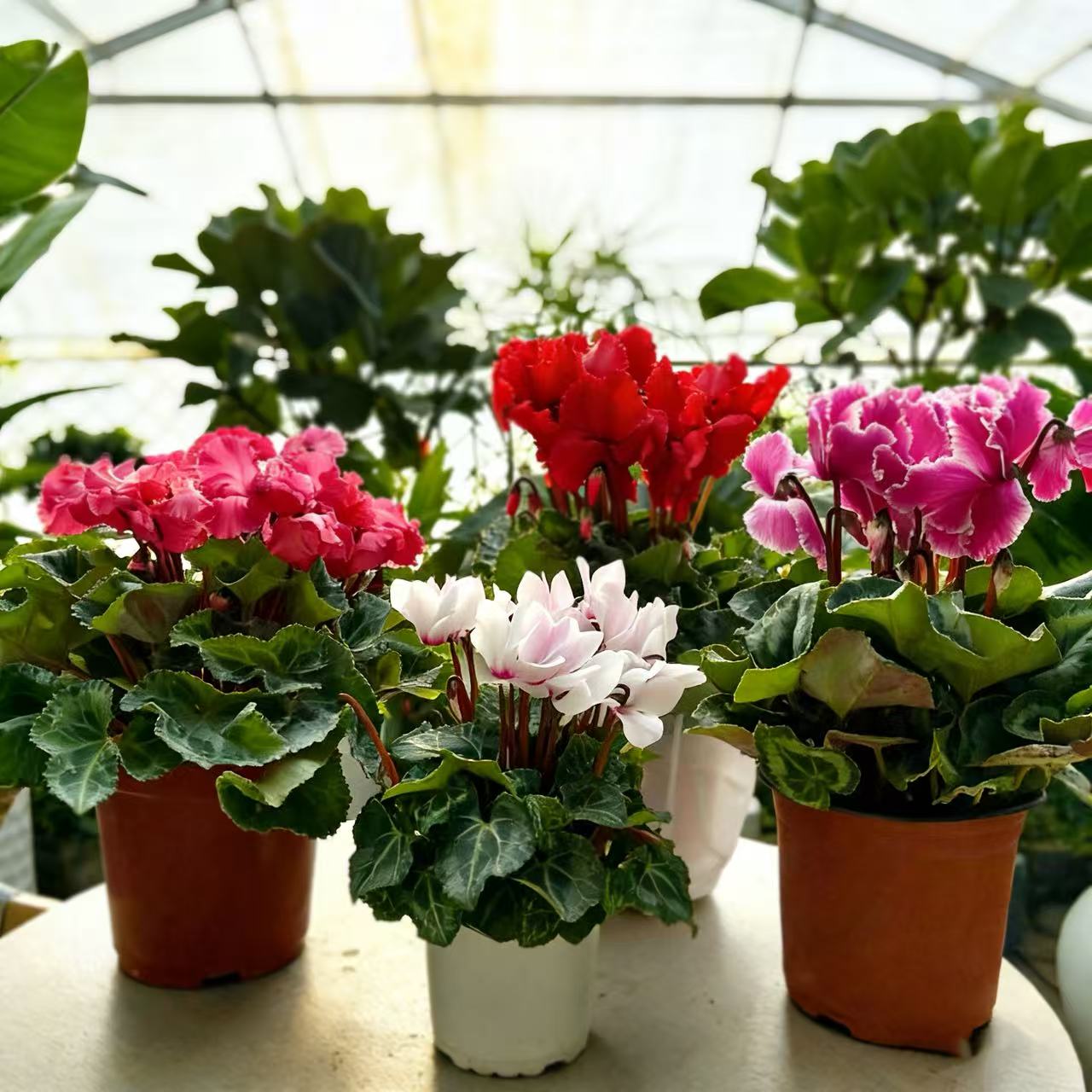 仙客来盆栽 带花带花苞四季开花好养活