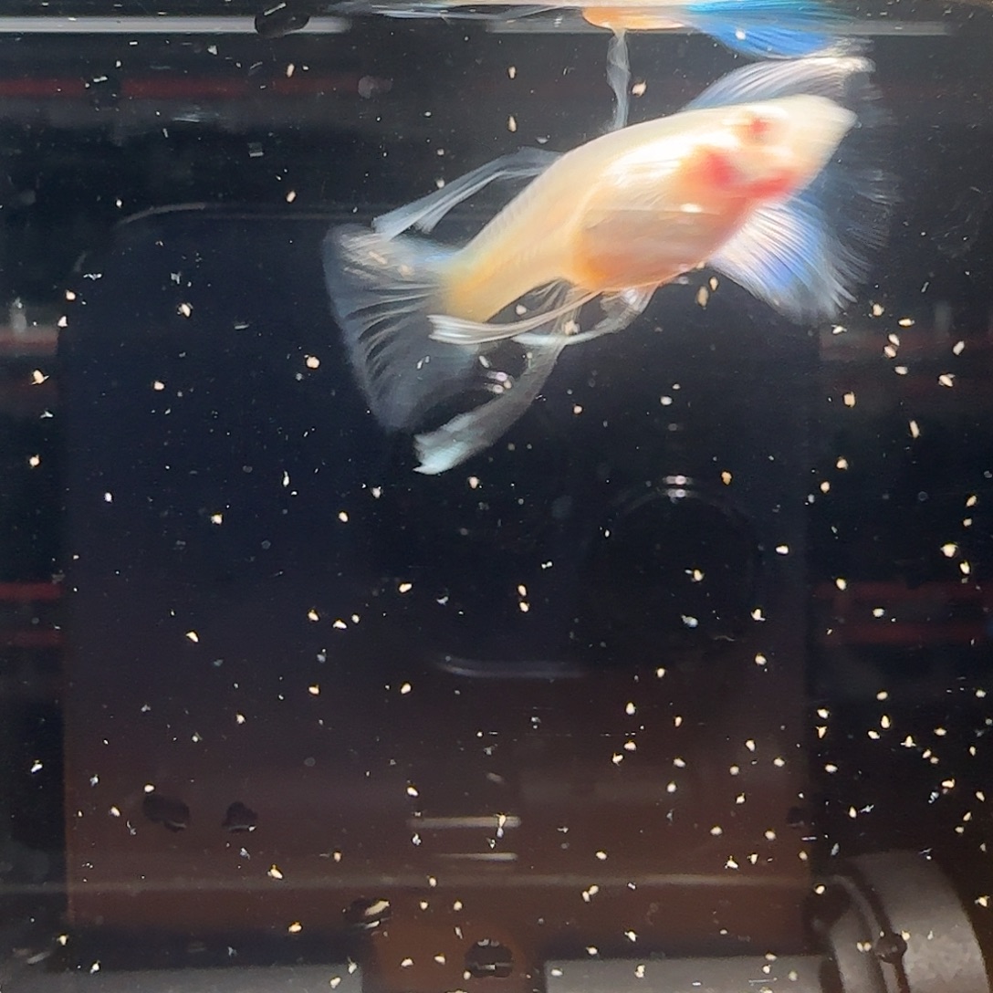 孔雀鱼孔雀鱼包邮包损