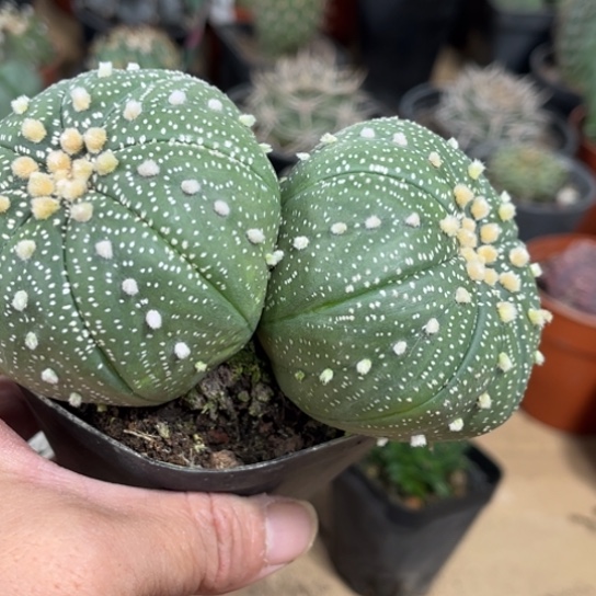 完全开放实生双头星兜