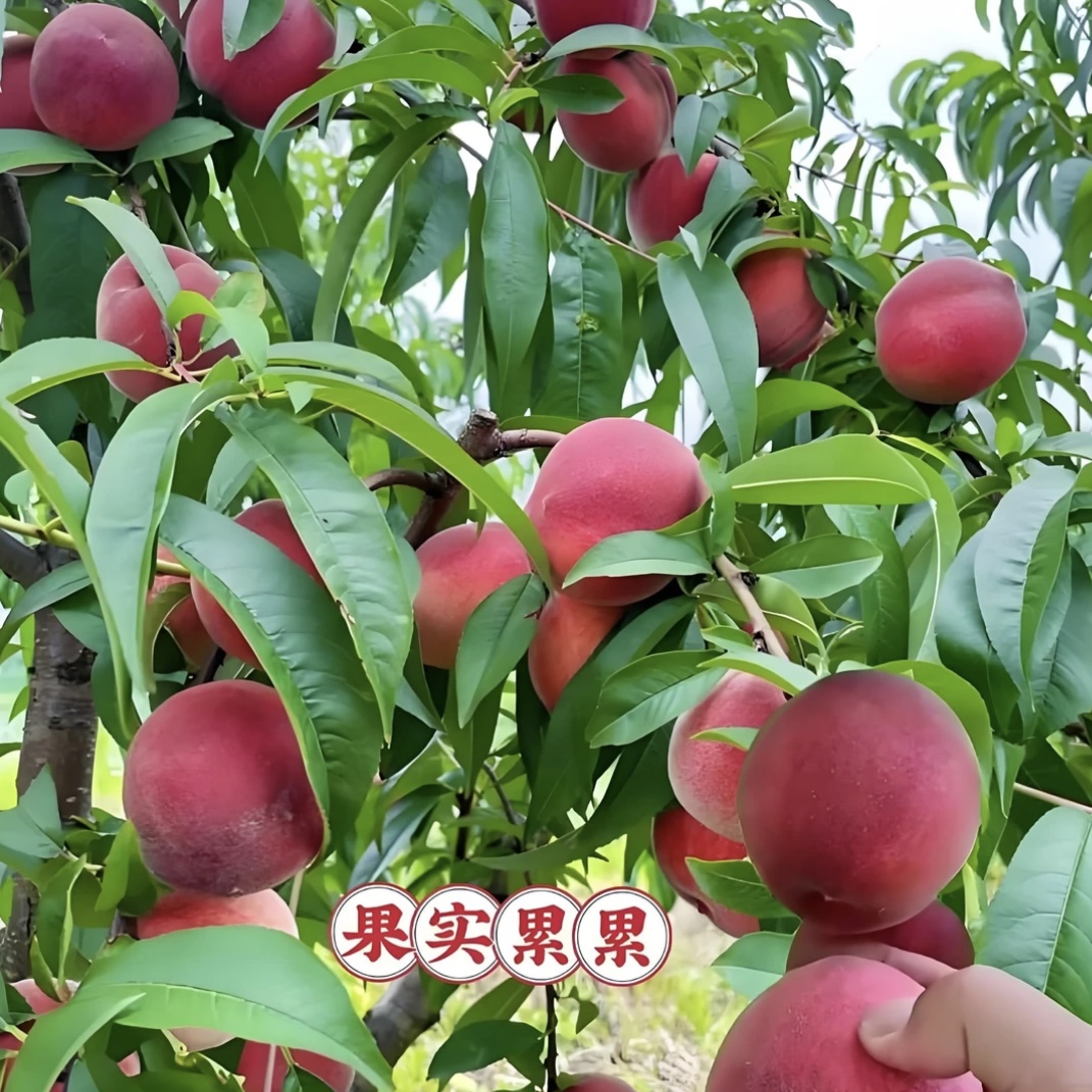 血桃果树果苗南方北方种植新品血桃四季盆栽地栽血桃果树果苗