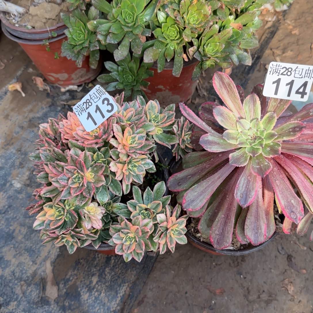 多肉113+114满28包邮断枝不包