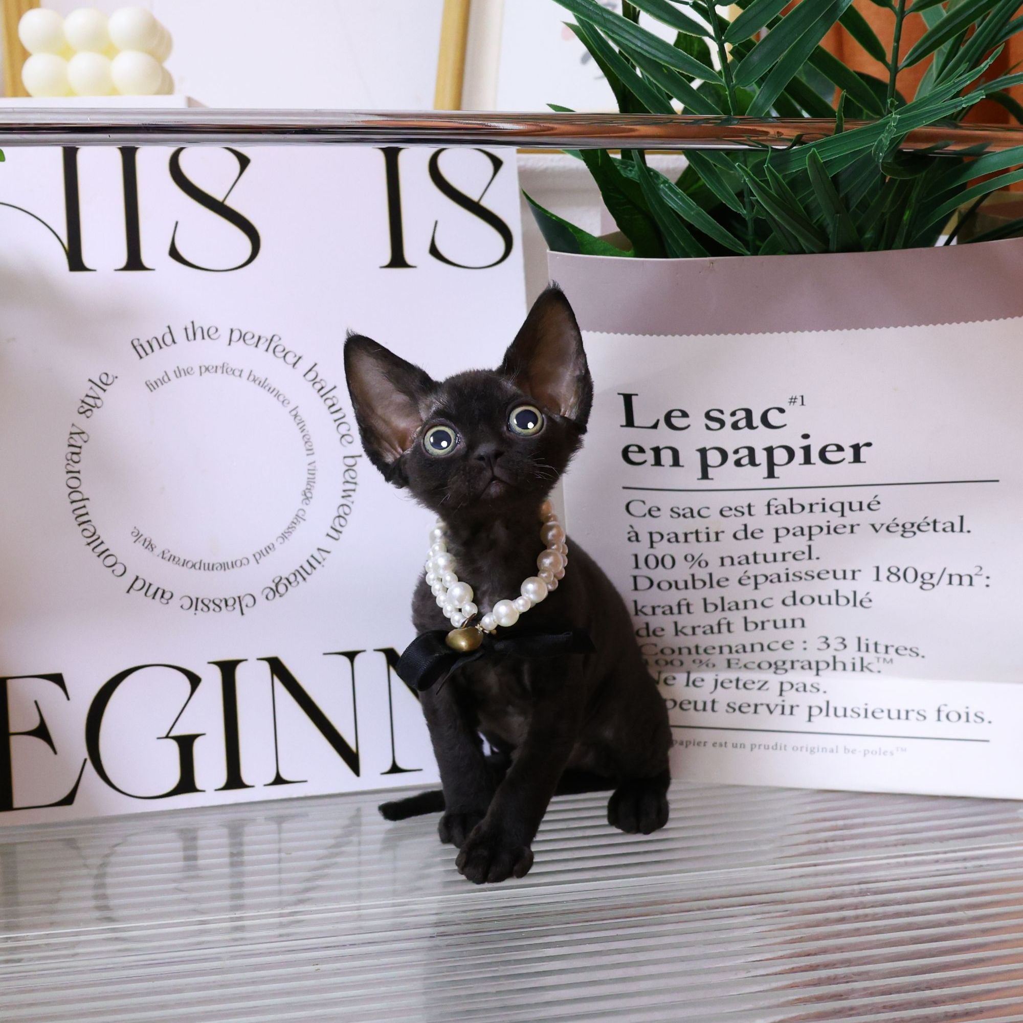 【蔚蓝家】德文卷毛猫纯黑弟弟-豆豆