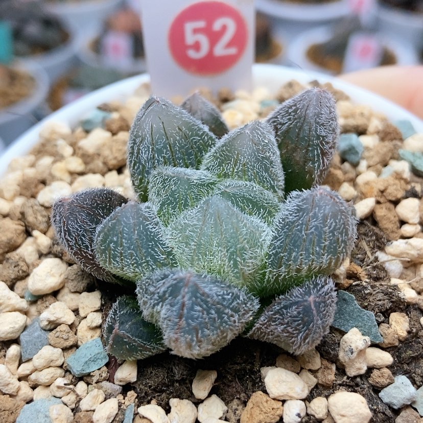 【闪购商品】52梦露