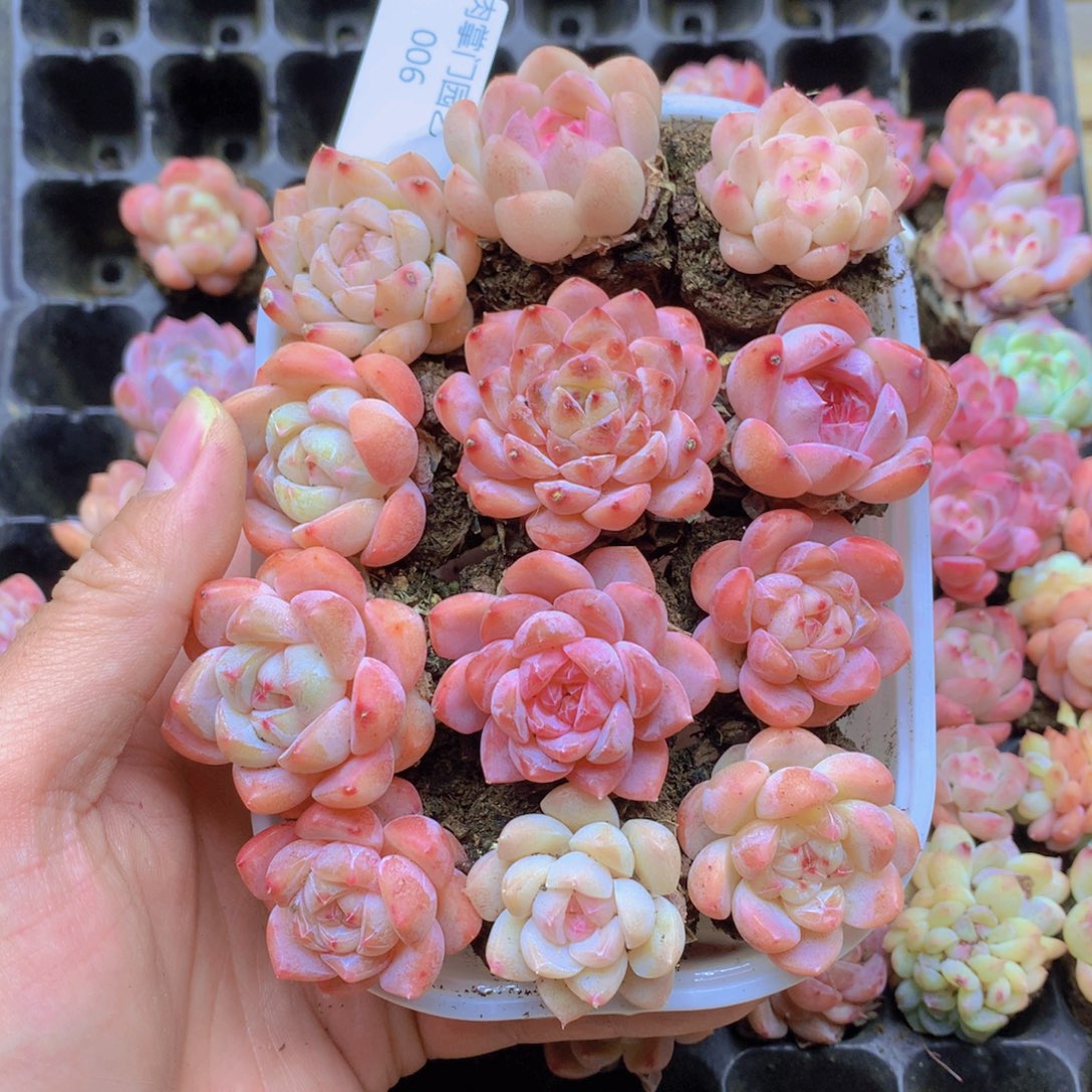 我要去看你了啊006