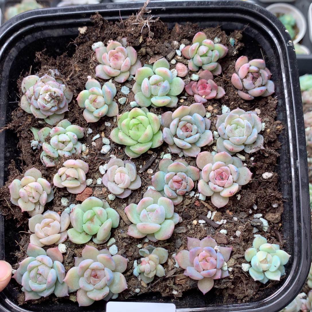无花朵T208英语英语