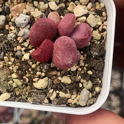 红烧肉23.8一盆888888